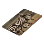 Magnet Flexible Bébé zèbre de Burchell avec sa mère (Côté Gauche)