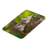 Magnet Flexible Bébés colibris (Côté Gauche)