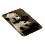 Magnet Flexible Bébés de panda géant (Ailuropoda melanoleuca) 2 (Côté Droit)