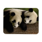Magnet Flexible Bébés de panda géant (Ailuropoda melanoleuca) 2 (Horizontal)