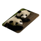 Magnet Flexible Bébés de panda géant (Ailuropoda melanoleuca) 2 (Côté Gauche)