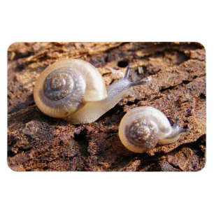 Magnet Flexible Bébés escargot