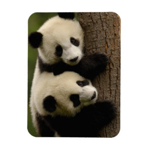 Magnet Flexible Bébés panda géants (Ailuropoda melanoleuca) 2