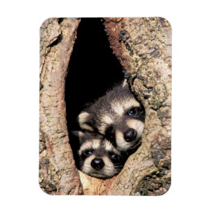 Magnet Flexible Bébés ratons laveurs regardant hors de l'arbre