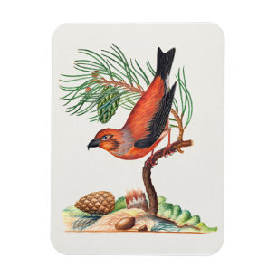 Magnet Flexible Bec-croisé rouge,