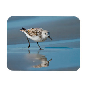 Magnet Flexible Bécasseau Sanderling (Calidris Alba) Se Nourrissan