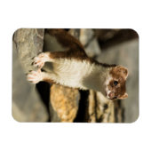 Magnet Flexible Belette alerte (Horizontal)