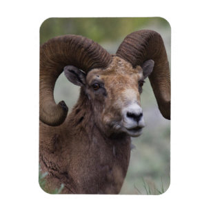 Magnet Flexible Bélier de mouflon à grandes cornes des montagnes r