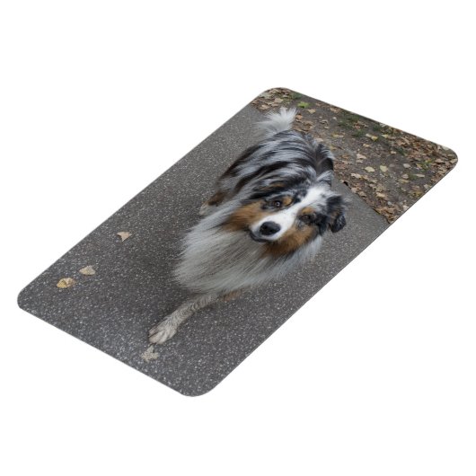 Magnet Flexible Belle Aussie multicolore (Côté Gauche)