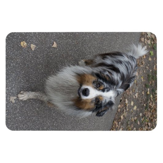 Magnet Flexible Belle Aussie multicolore (Horizontal)