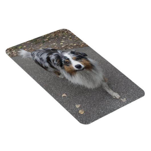 Magnet Flexible Belle Aussie multicolore (Côté Droit)