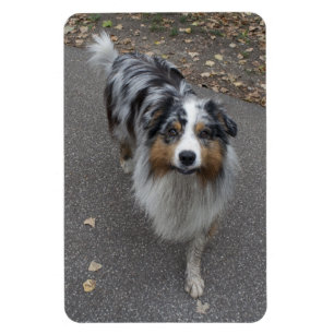 Magnet Flexible Belle Aussie multicolore