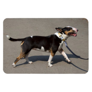 Magnet Flexible Belle Bullterrier Tricolore
