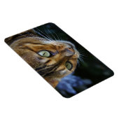 Magnet Flexible Belle Chat Bengale (Côté Droit)