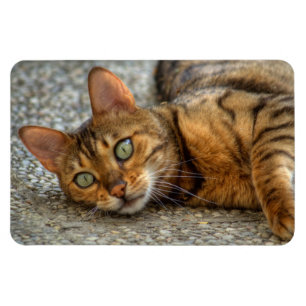 Magnet Flexible Belle Chat Bengale