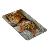 Magnet Flexible Belle Chat Bengale (Côté Droit)