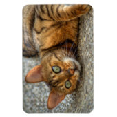 Magnet Flexible Belle Chat Bengale (Vertical)
