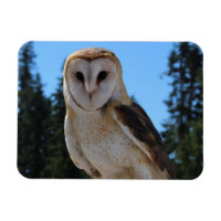 Belle Chouette à la grange avec ciel et arbres ver