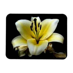 Magnet Flexible Belle Fleur Jaune Élégante sur Fond Noir