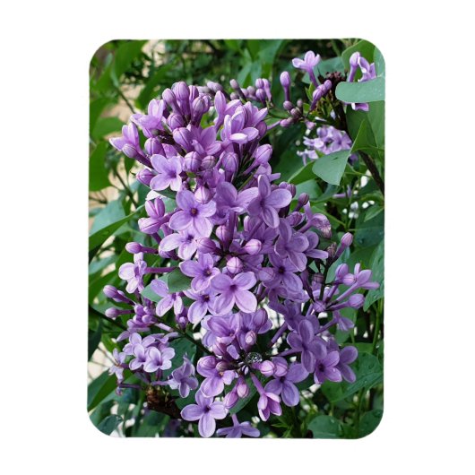 Magnet Flexible Belle fleur lilas violette (Vertical)
