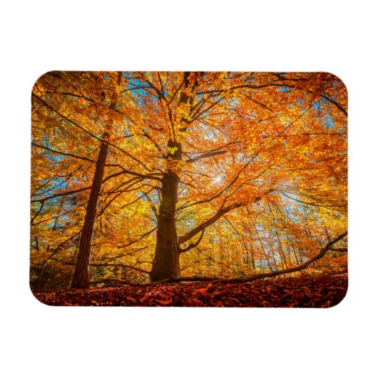 Magnet Flexible Belle forêt d'automne (Horizontal)
