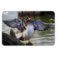 Belle frapper Bois Canard Floride Photographie