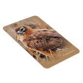 Magnet Flexible Belle Hawk de harceleur du Nord dans les marais (Côté Droit)