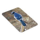 Magnet Flexible Belle Jay Bleu Dans L'Aimant Soleil (Côté Droit)