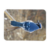 Magnet Flexible Belle Jay Bleu Dans L'Aimant Soleil (Horizontal)