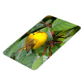 Magnet Flexible Belle Paruline Wilson dans le cerisier (Côté Gauche)