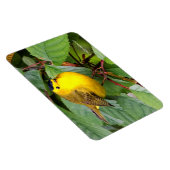 Magnet Flexible Belle Paruline Wilson dans le cerisier (Côté Droit)