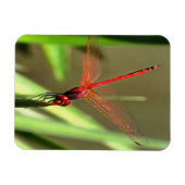 Magnet Flexible Belle peinture acrylique de libellule de fût (Horizontal)