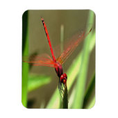Magnet Flexible Belle peinture acrylique de libellule de fût (Vertical)