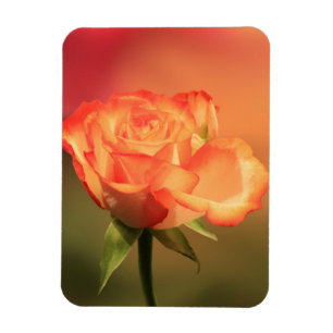 Magnet Flexible Belle photo de Rose romantique