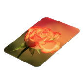 Magnet Flexible Belle photo de Rose romantique (Côté Gauche)