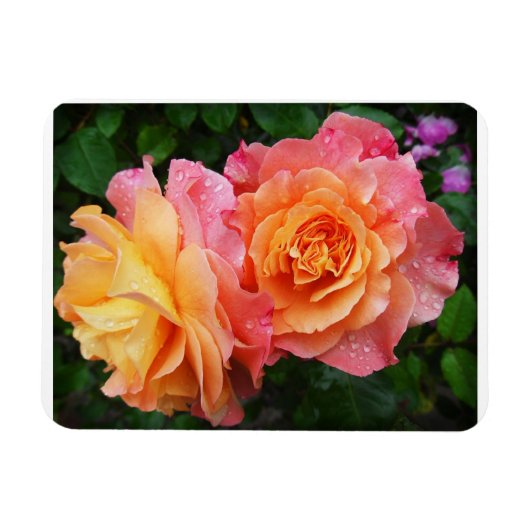 Magnet Flexible Belle photo rose rose et orange (Horizontal)