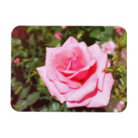 belle rose rose fleur aux coeurs doux