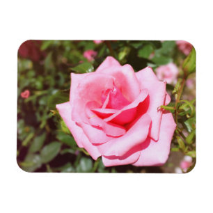 Magnet Flexible belle rose rose fleur aux coeurs doux