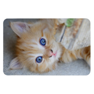 Magnet Flexible Belle Tabby Kitten Orange