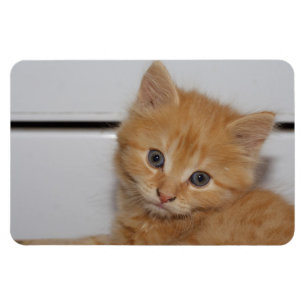 Magnet Flexible Belle Tabby Kitten Orange