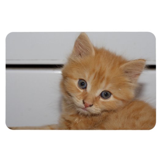 Magnet Flexible Belle Tabby Kitten Orange (Horizontal)