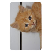 Magnet Flexible Belle Tabby Kitten Orange (Vertical)