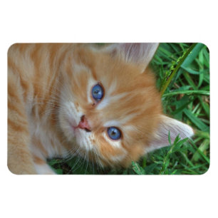 Magnet Flexible Belle Tabby Kitten Orange