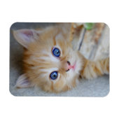 Magnet Flexible Belle Tabby Rouge Kitten (Horizontal)