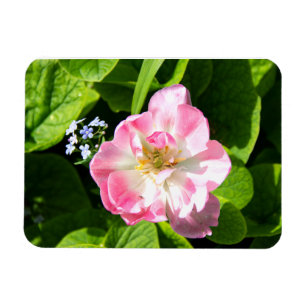 Magnet Flexible Belle tulipe rose