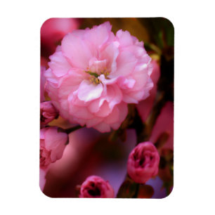 Magnet Flexible Belles fleurs de cerisiers rose printemps