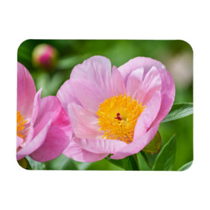 Magnet Flexible Belles fleurs de jardin rose Peony