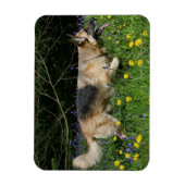 Magnet Flexible Berger allemand en fleurs jaunes (Vertical)