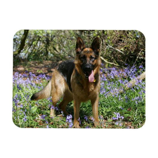 Magnet Flexible Berger Allemand Laissant tomber (Horizontal)