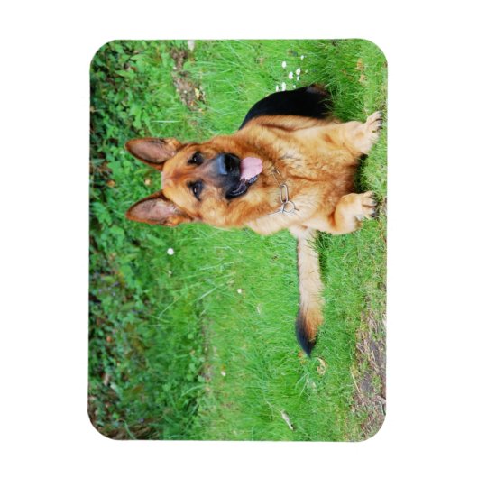 Magnet Flexible Berger allemand reposant dans un aimant en herbe (Vertical)